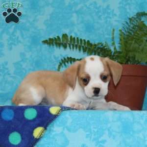 Bobby, Boston Terrier Mix Puppy